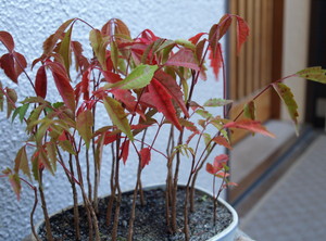 ちいさい秋 ちいさい秋