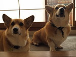 おやつ食べ過ぎたかも〜 おやつ食べ過ぎたかも〜