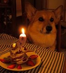 9歳になったワン♪ 9歳になったワン♪