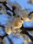 今年の桜その1 今年の桜その1