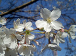 今年の桜その2 今年の桜その2
