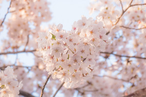 ハートの桜 ハートの桜