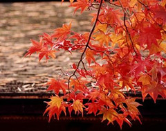 紅葉 紅葉