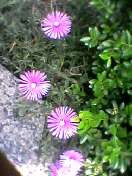 sasaq2006-06-21 sasaq2006-06-21