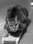 satoshi32013-09-04 satoshi32013-09-04