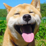 こう見えても猫です。 こう見えても猫です。