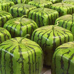Suica Suica