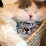 妖怪重たい猫 妖怪重たい猫
