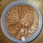 まんまるだ〜 まんまるだ〜