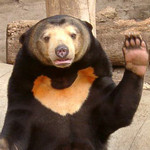 クマーーー クマーーー