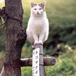 ¥Í¥³¥ä¥Ê¥®(¥ä¥Ê¥®²Ê) ¥Í¥³¥ä¥Ê¥®(¥ä¥Ê¥®²Ê)