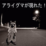 アライグマー! アライグマー!