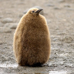 もこもこ もこもこ