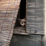 なんかよーかい なんかよーかい