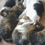 ねこだまり ねこだまり