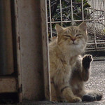 お兄さん、どこ行くの? お兄さん、どこ行くの?