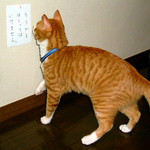 あれ、ダメなの!? あれ、ダメなの!?