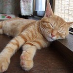 猫の語源は寝る子 猫の語源は寝る子