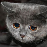 めそにゃん めそにゃん