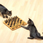 勝負にゃ 勝負にゃ