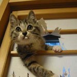 呼んだ!? 呼んだ!?