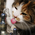 水飲むにゃ 水飲むにゃ