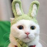 うさぎですにゃ うさぎですにゃ