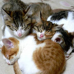ねこだまり ねこだまり