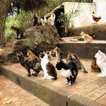 ねこすとーむ ねこすとーむ