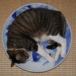ねこの活き作り ねこの活き作り