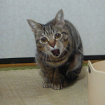 ほゎ ほゎ