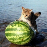 どんぶらこ どんぶらこ