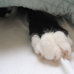猫の手 猫の手