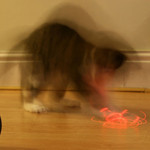残像猫 残像猫