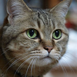 考える猫 考える猫