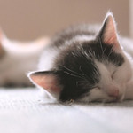 Sleeping Sleeping