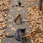 猫と猫と猫と落ち葉 猫と猫と猫と落ち葉
