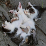 ねこだまり ねこだまり