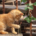 これはなにかしら これはなにかしら