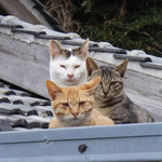 みてる×3 みてる×3