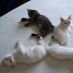 ねこだらけ ねこだらけ