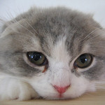 もこもこ もこもこ