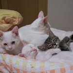 ねこねこねこ ねこねこねこ