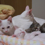 ねこ ねこ