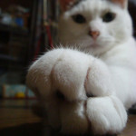 おもち おもち