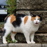 なんだばかやろう なんだばかやろう