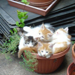 猫の植木鉢 猫の植木鉢