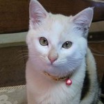 美猫 美猫