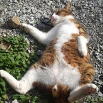酩酊猫 酩酊猫