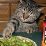 怒られると分かっている猫 怒られると分かっている猫